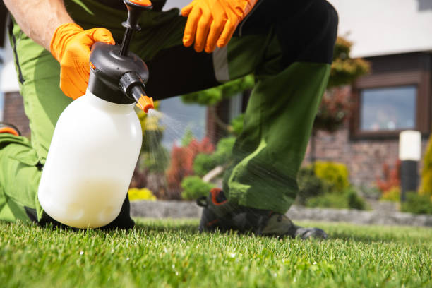 Best Rodent Control Near Me  in Homestead Valley, CA