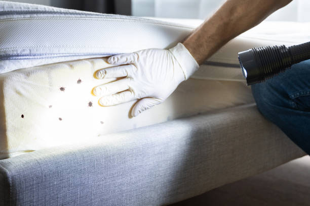 Best Rat Extermination Near Me  in Homestead Valley, CA