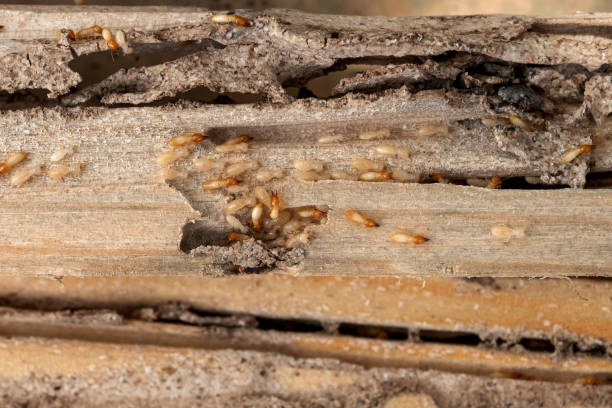 Best Wildlife Control Services  in Homestead Valley, CA